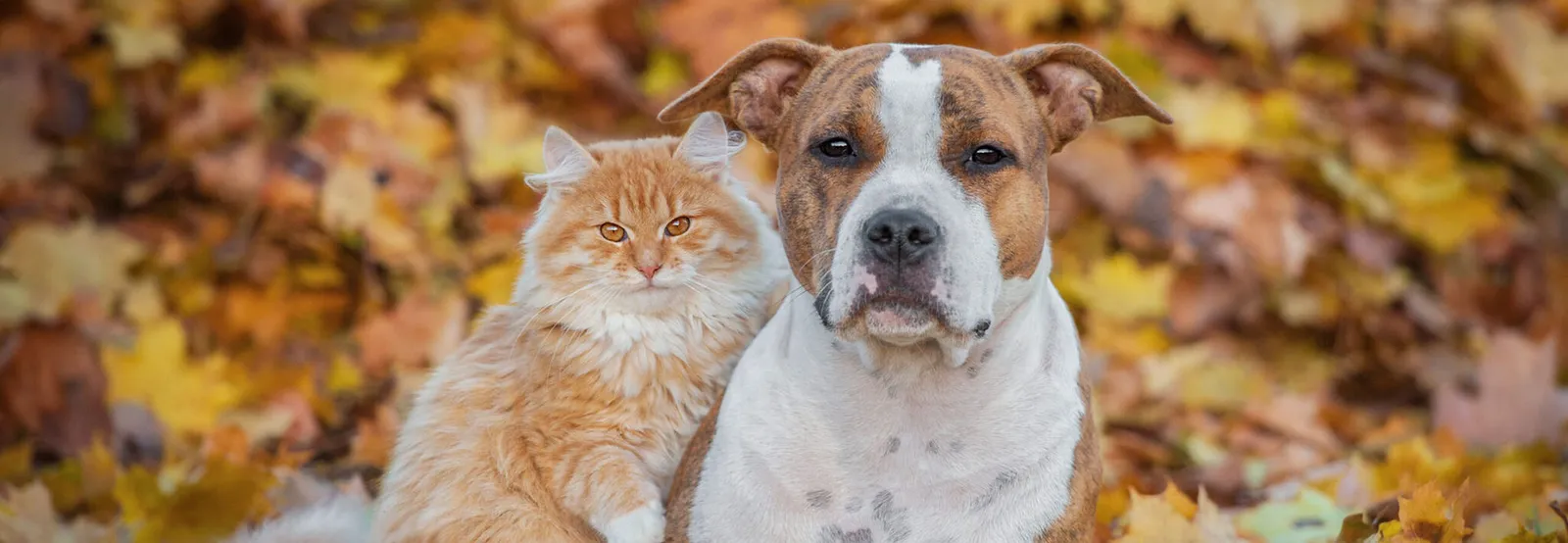 Palatine Family Pet Care