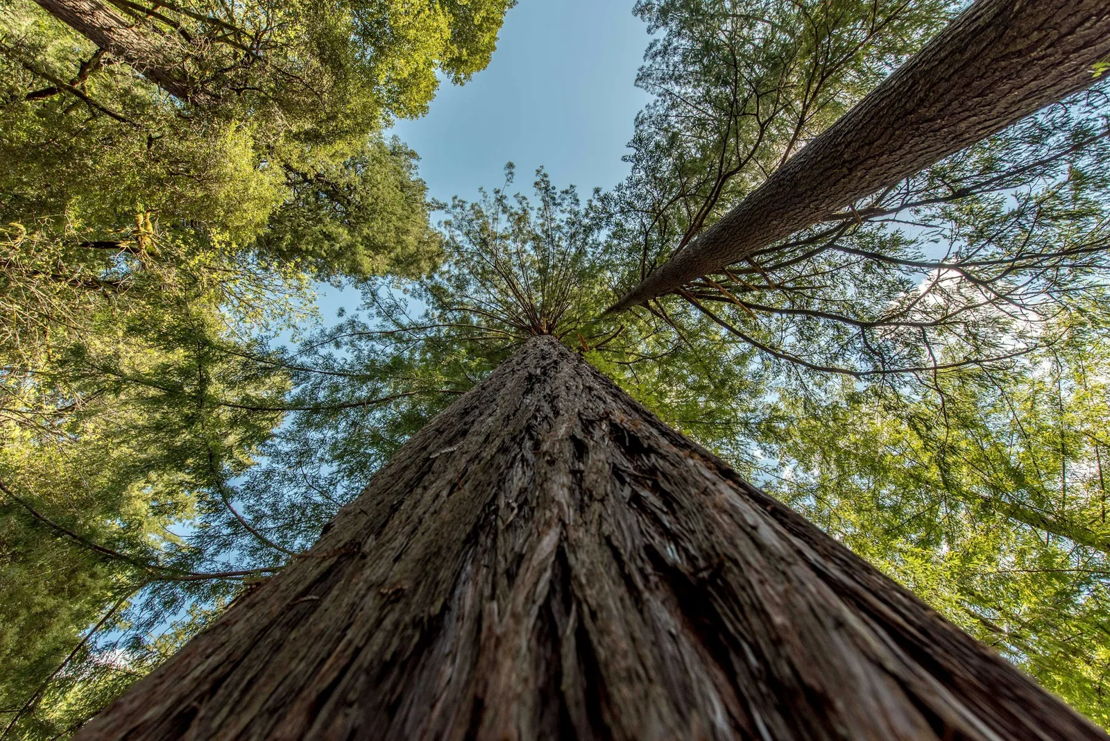 Bustin' Bark Tree Care
