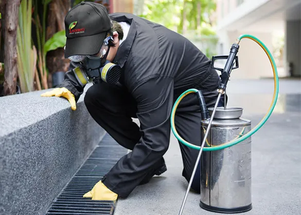 Ladybug Pest Control Services