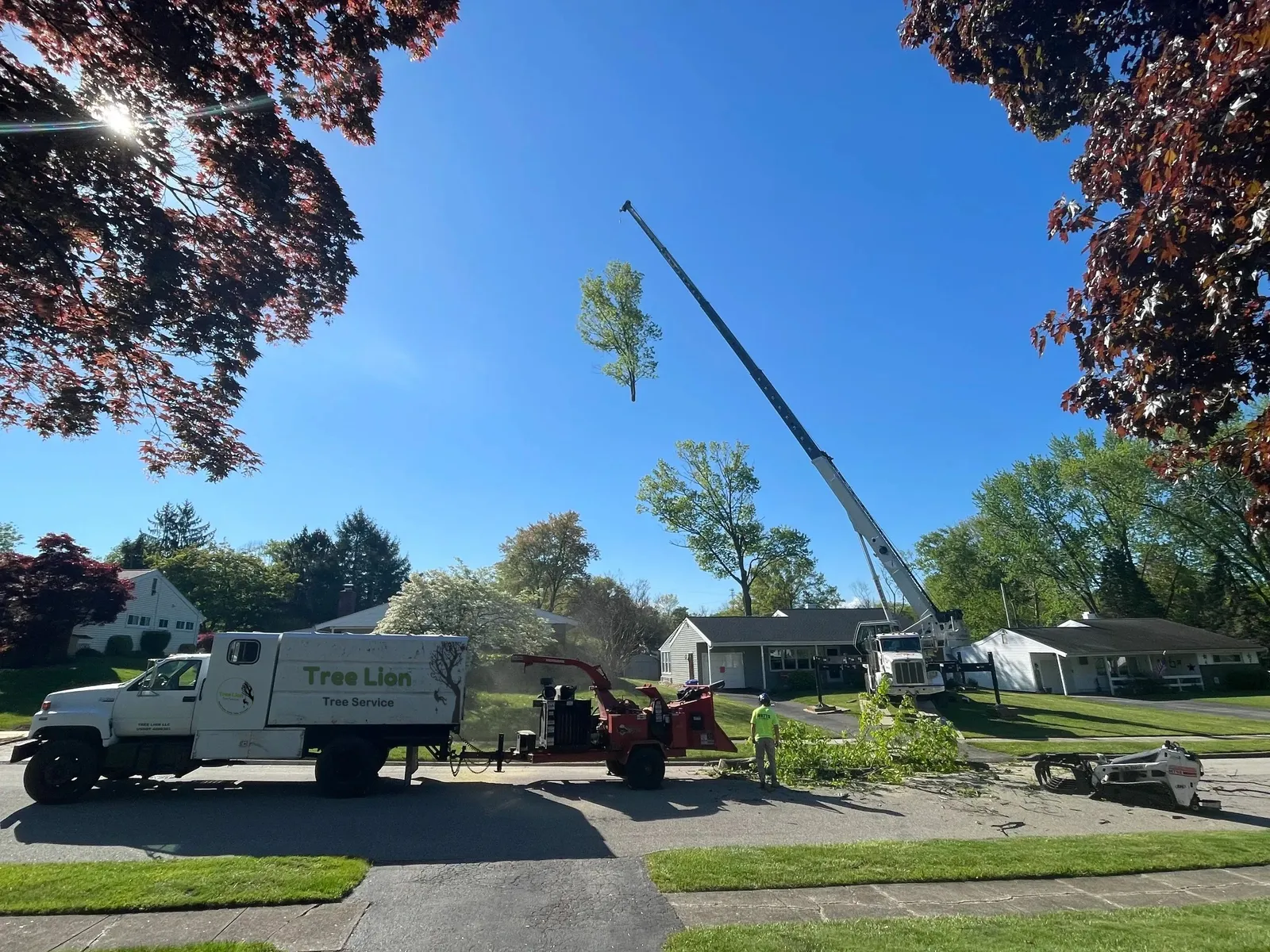 Tree Lion Tree Service LLC