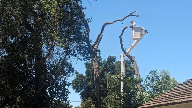 Clark's Tree Works