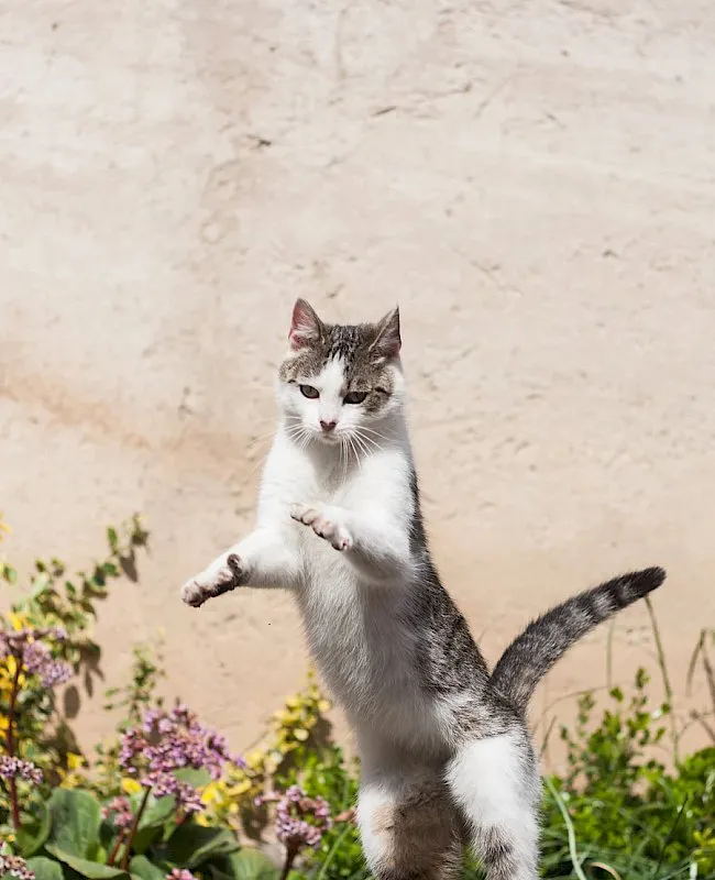 Wilmington Animal Healthcare Veterinary Hospital