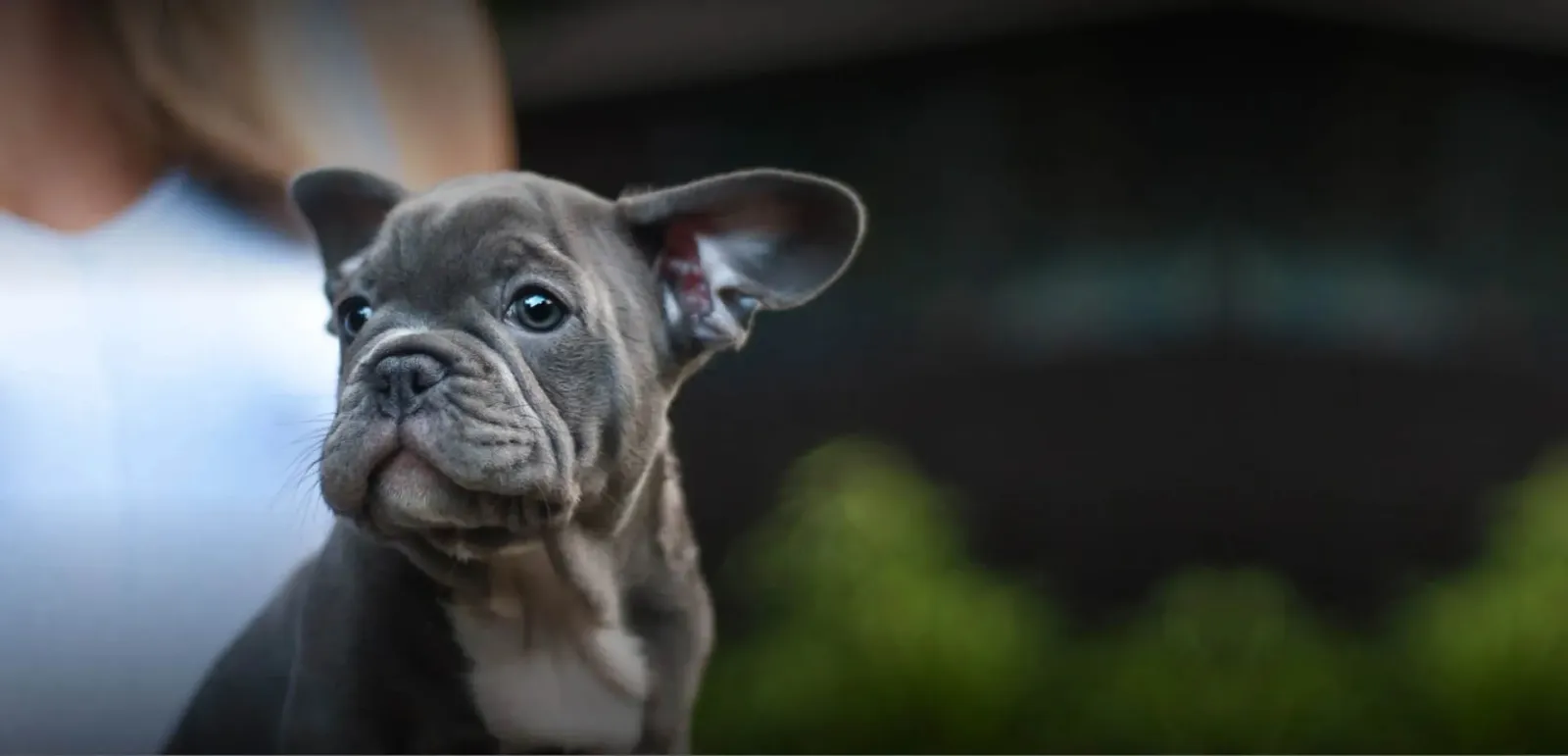 Petland Largo