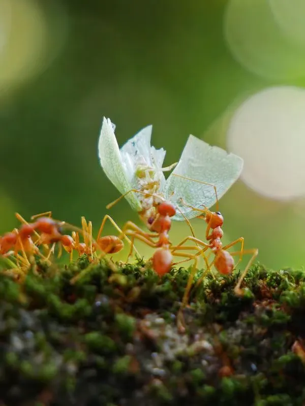 Pest Control Solutions & Services