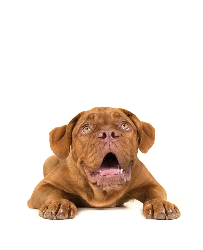 Lisbon Road Animal Hospital