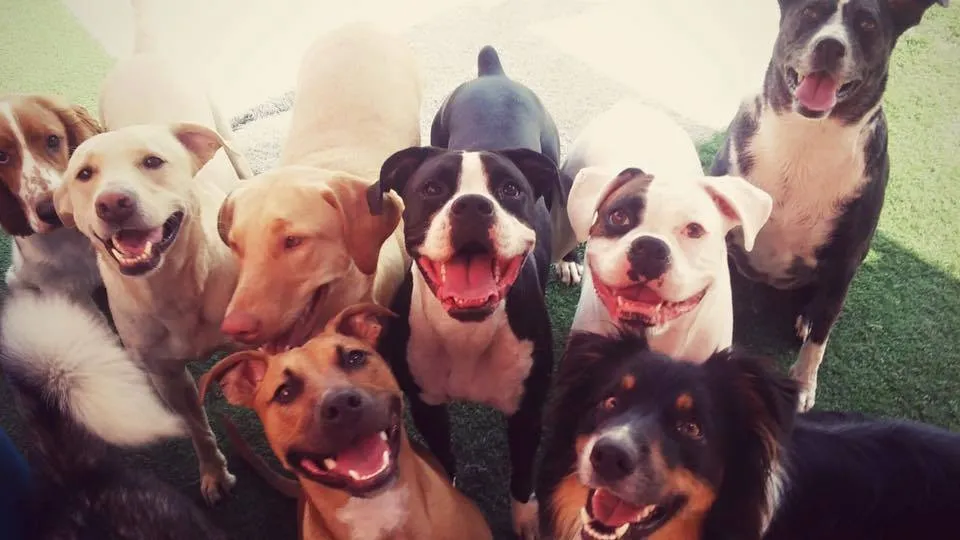 Lucky Dog Daycare