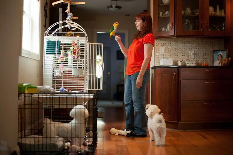 The Pet Nanny & Dog Walker
