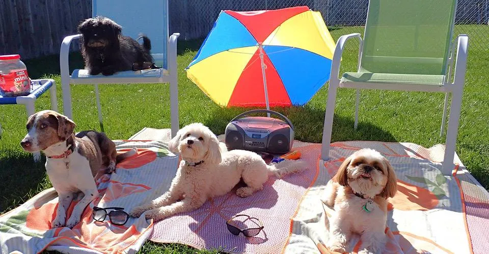 Just Dogs PlayCare