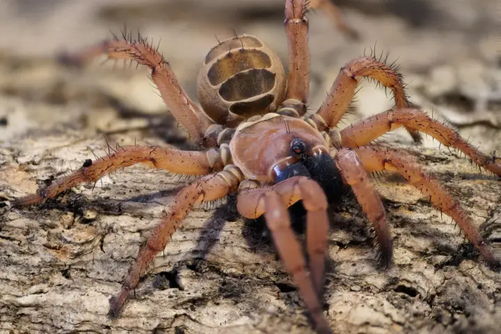 Spider Shoppe