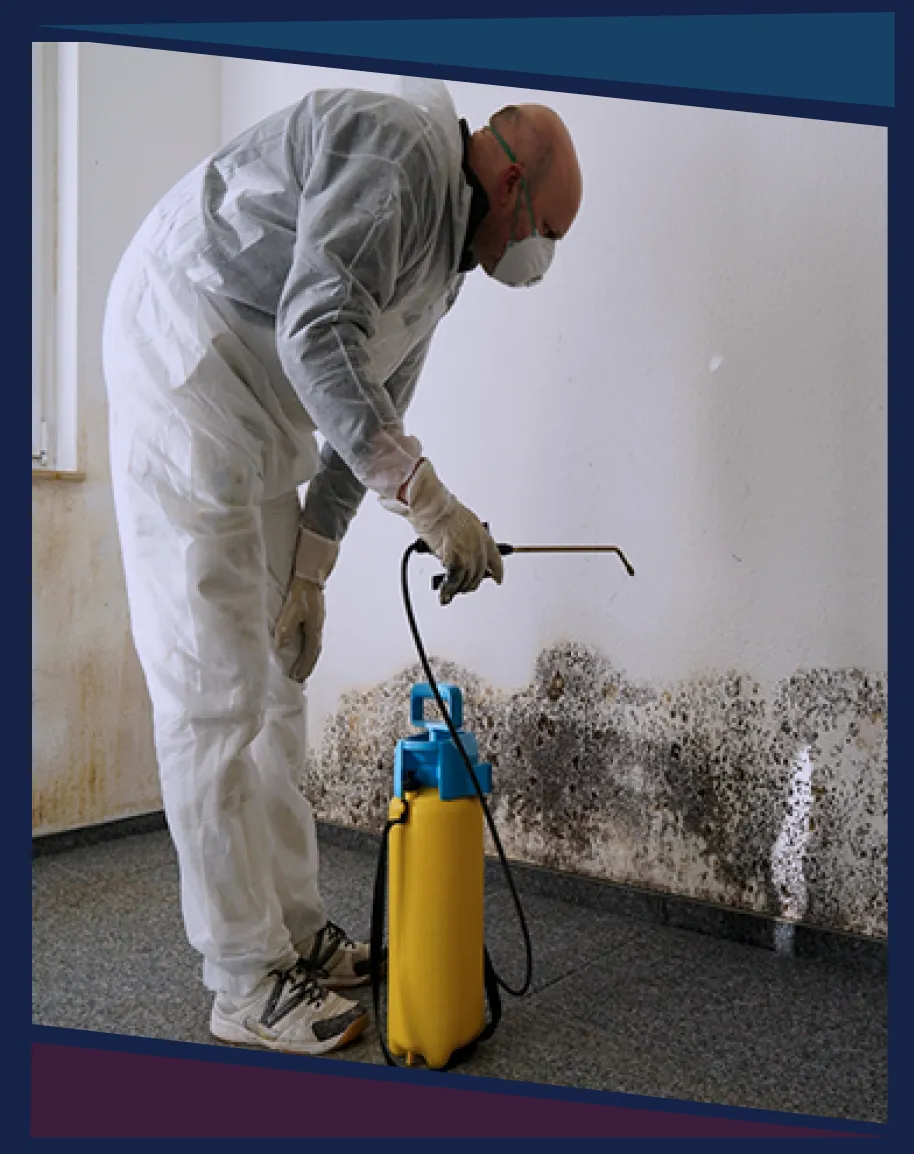 Mold Remediation Specialists