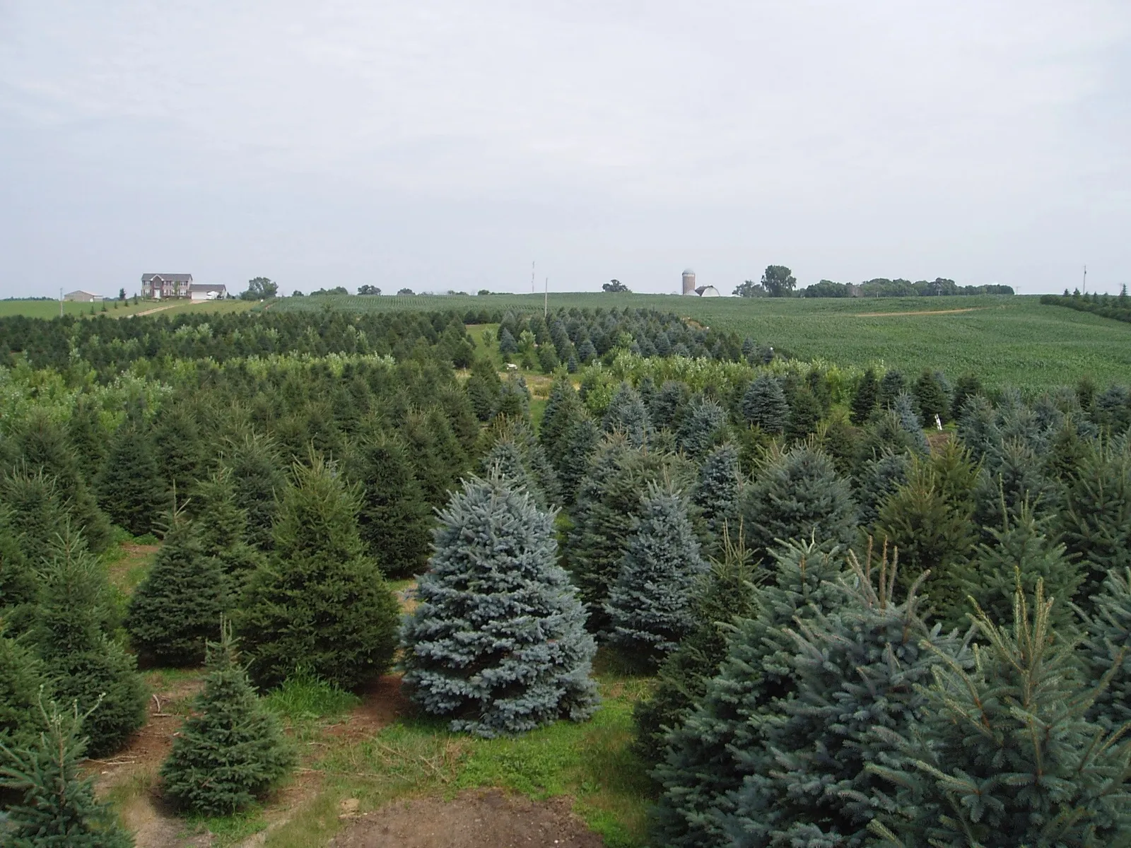 Timberland Tree Moving