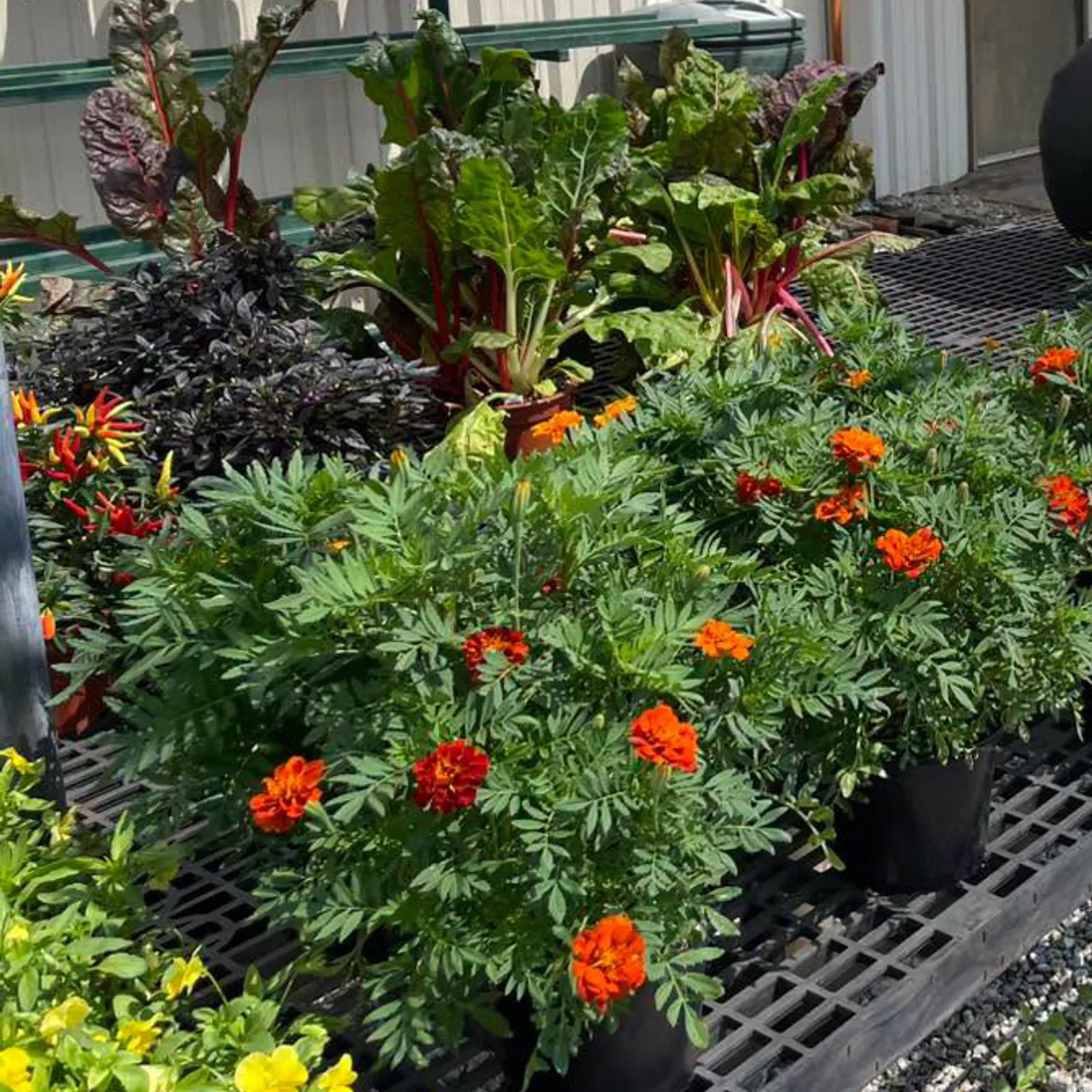 Olivers Hardware & Garden Center Inc
