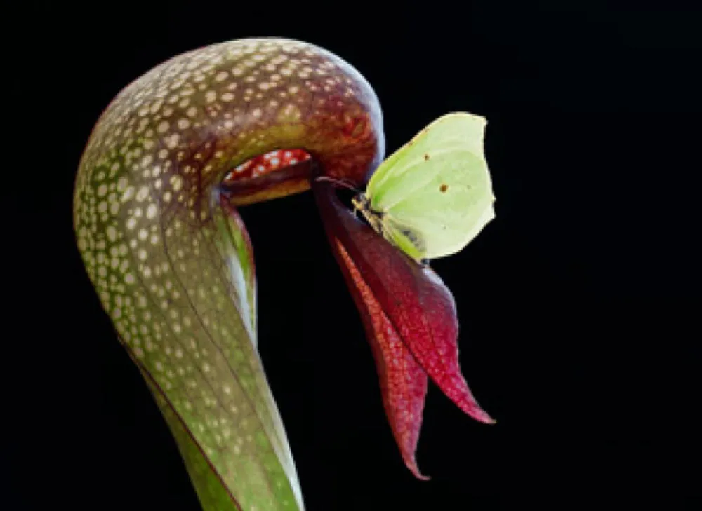PredatoryPlants