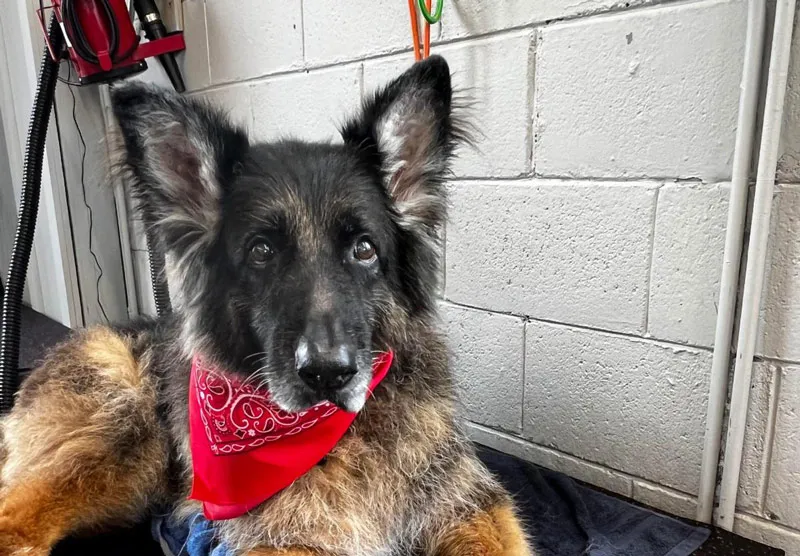 Shakers Dog Wash and Grooming