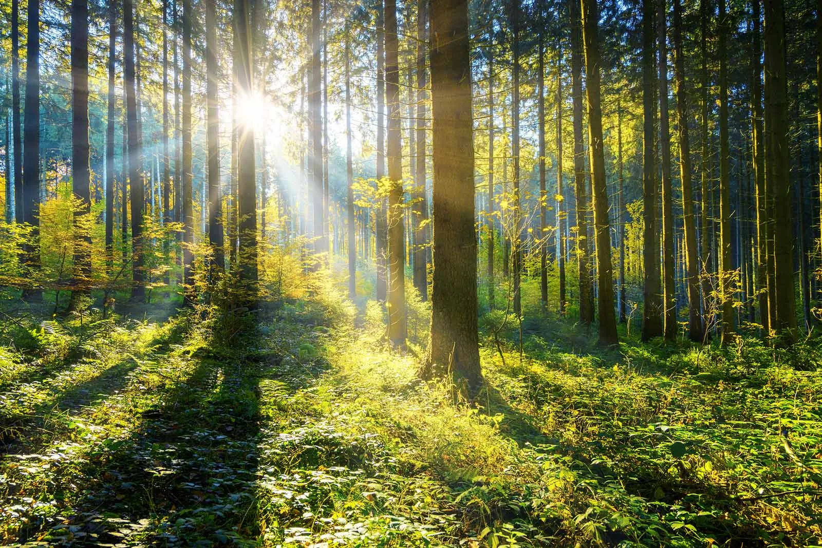 Pennsylvania Tree Service