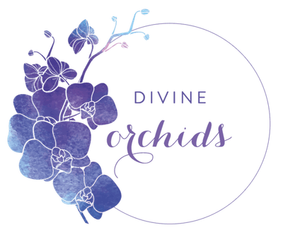 Divine Orchids logo