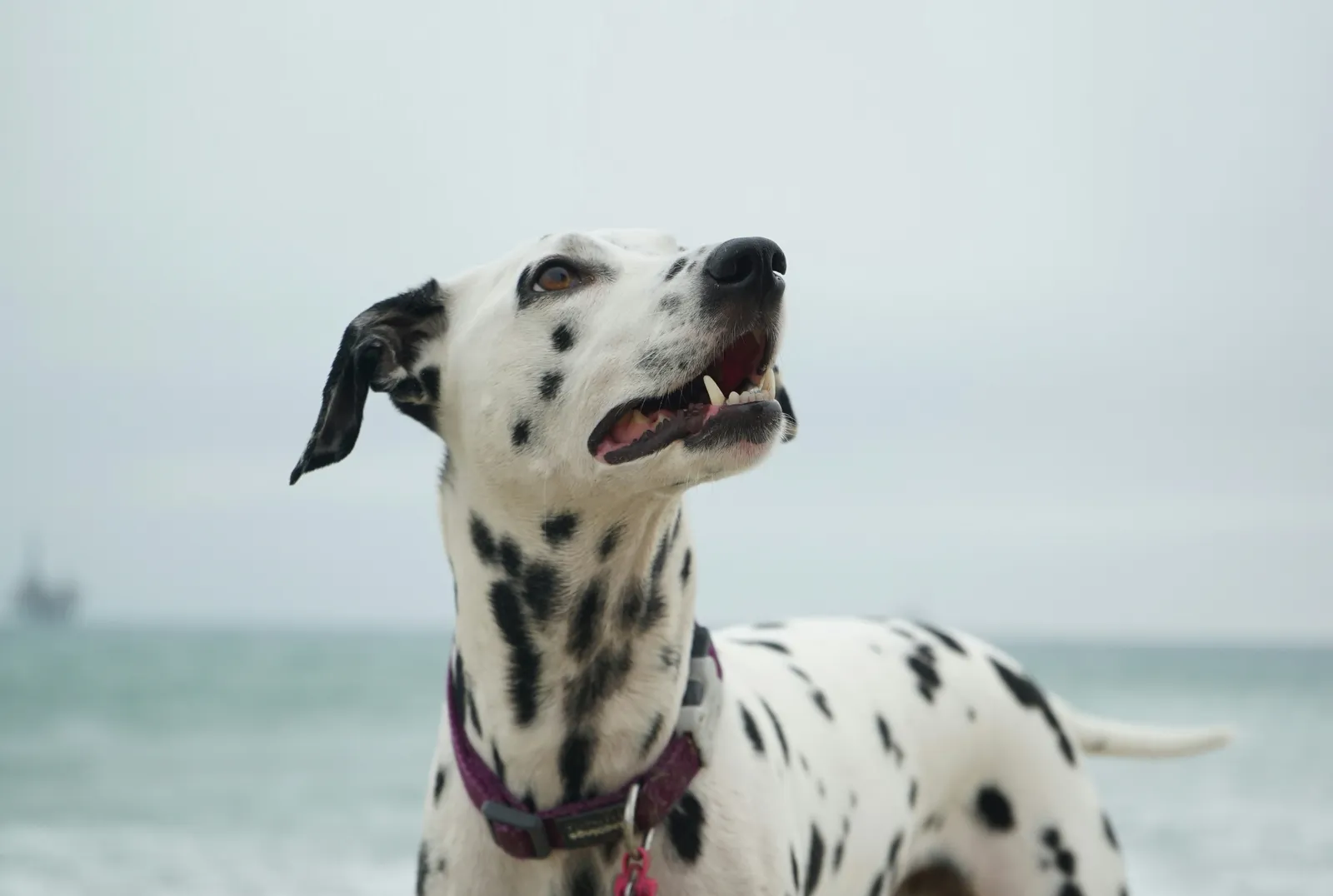 Dogs On The Run HQ