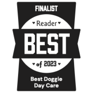 Dogs On The Run HQ logo