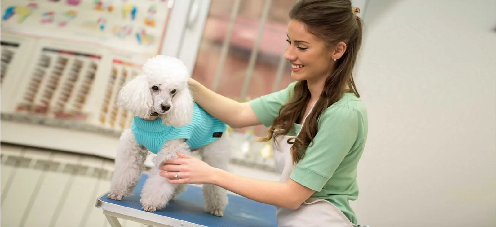 Hachi Dog Grooming and Boutique