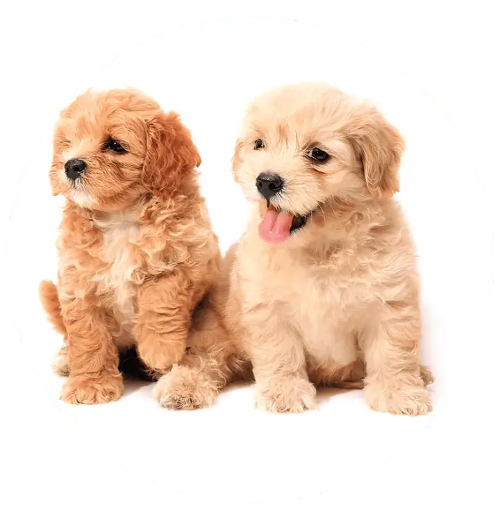 Nessy's Puppies of Kendall
