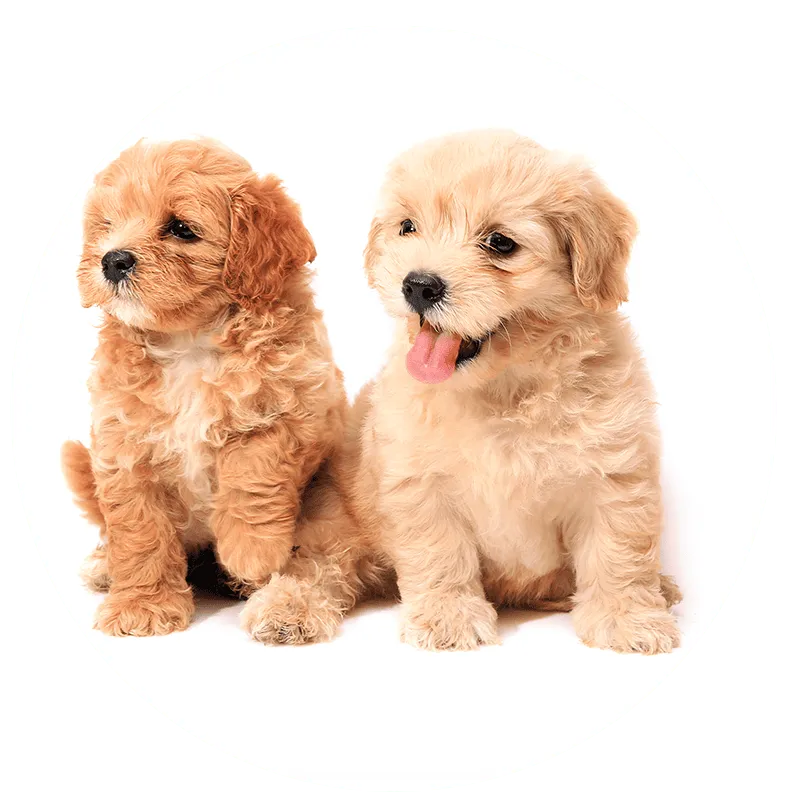 Nessy's Puppies of Kendall