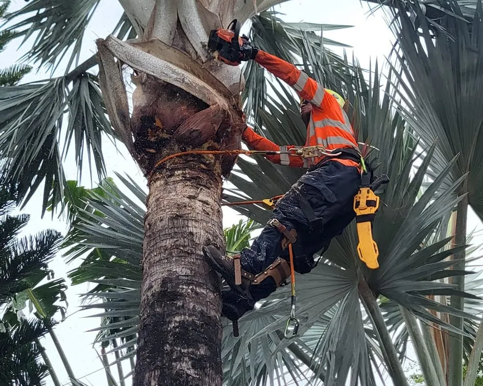 Pipo Sunshine Landscaping