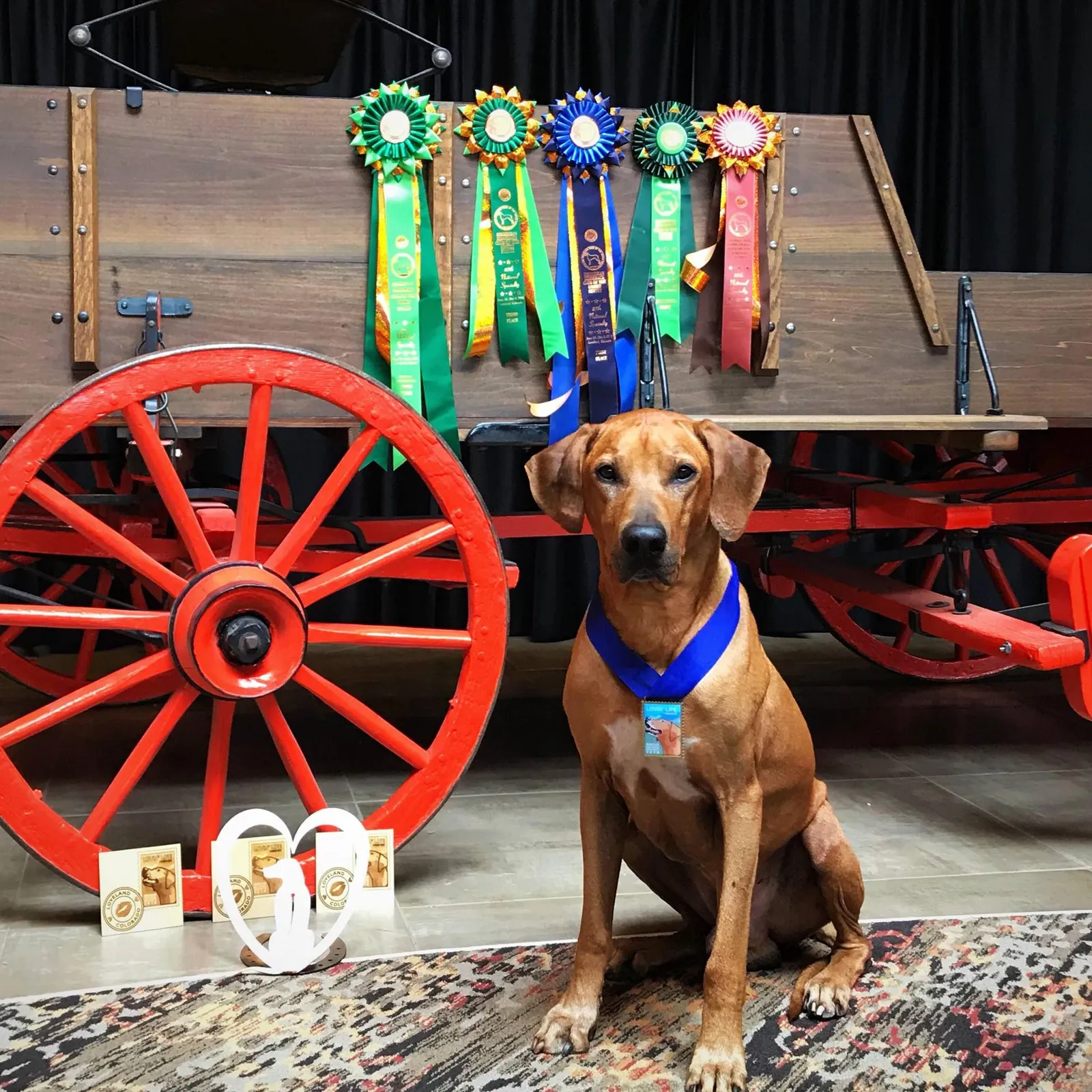 Alchemy Dog Training