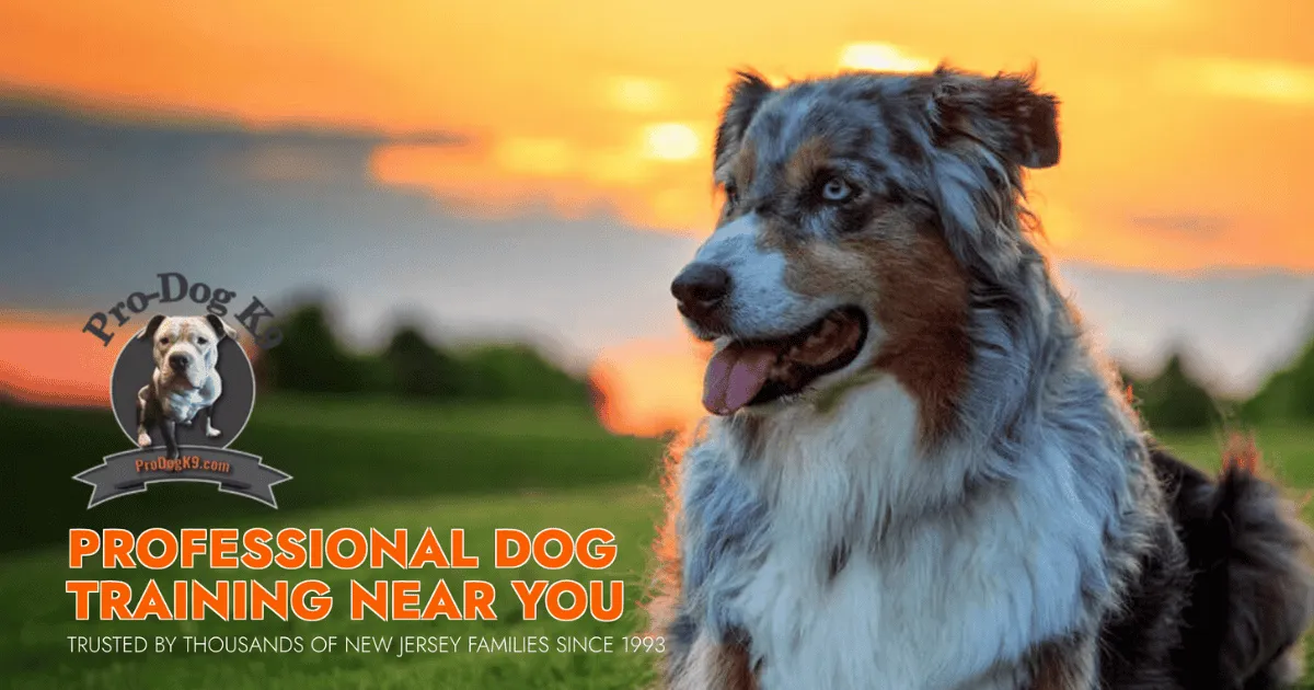 Pro-Dog Canine Academy & Hidden Fences