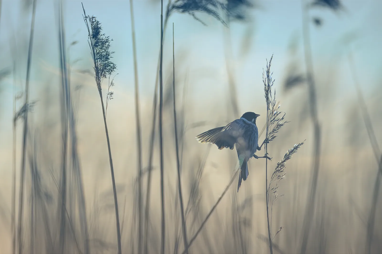 Three Little Birds Therapy and Wellness
