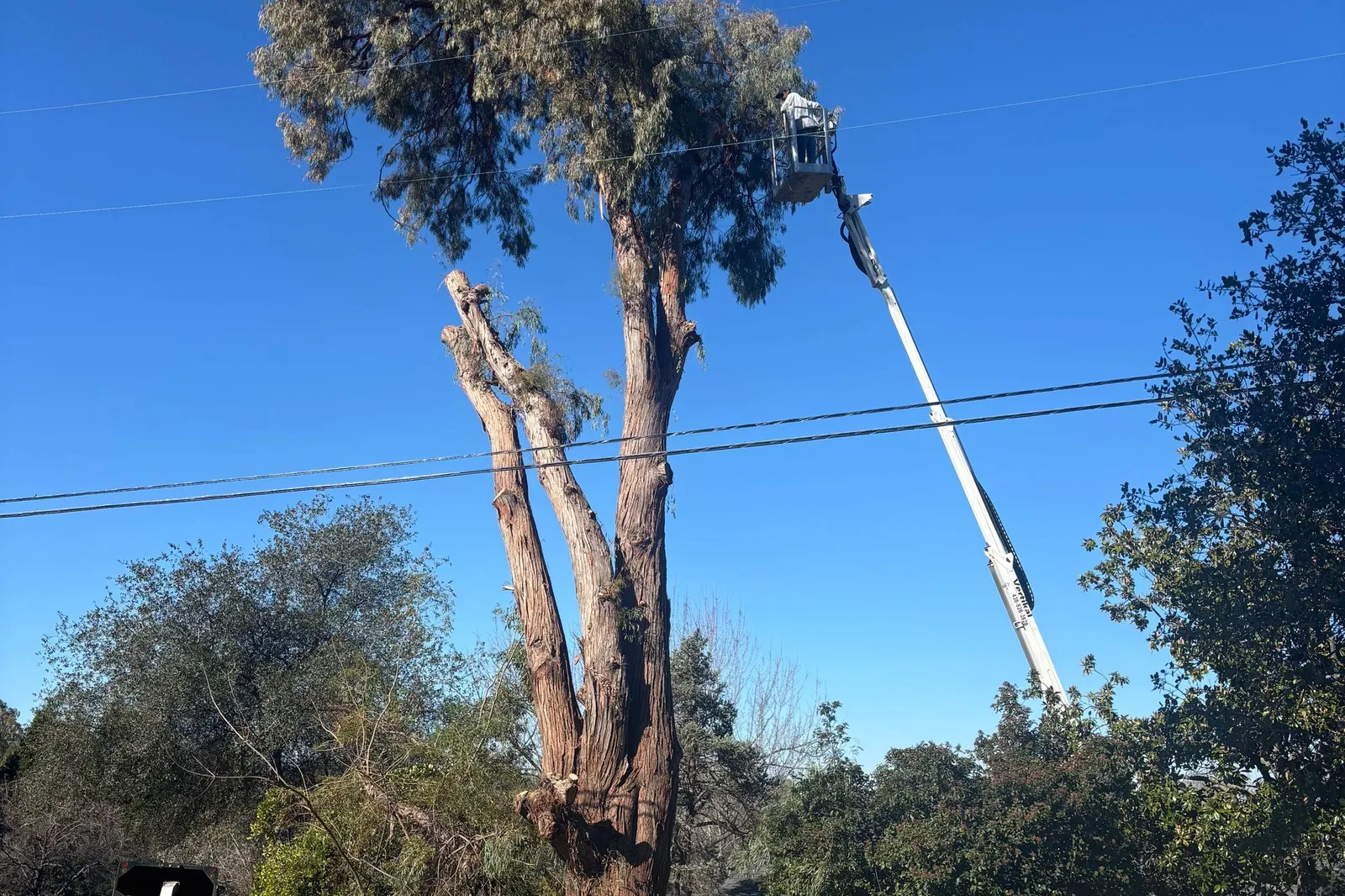Lyons Tree Service