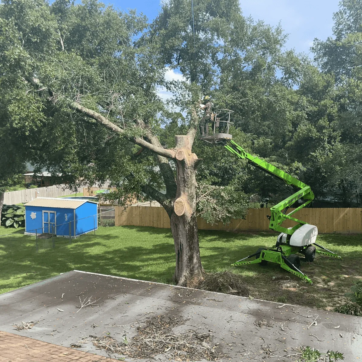 D's Trees