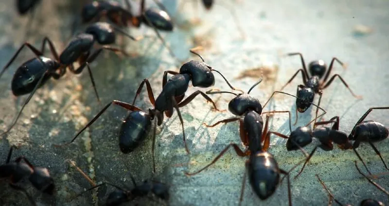 Stewart Termite & Pest Control
