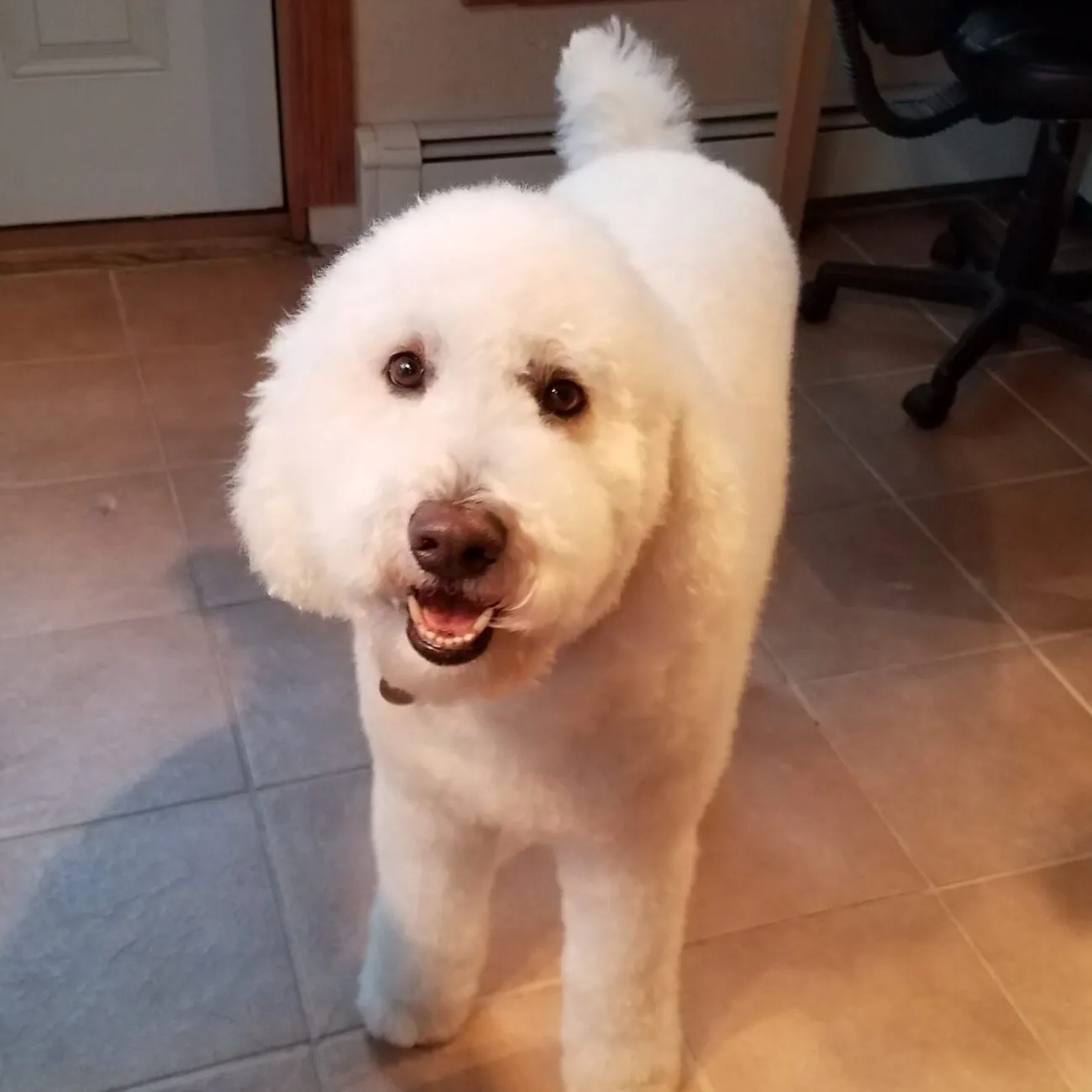 Shampooch