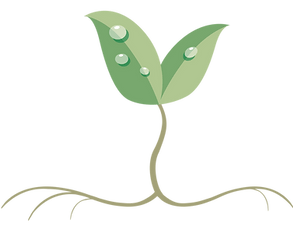 Wellness Roots Center logo