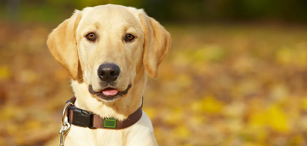 Awesome Pet Care