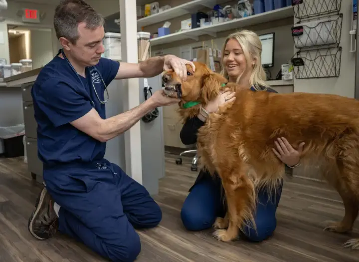 Five Forks Animal Hospital