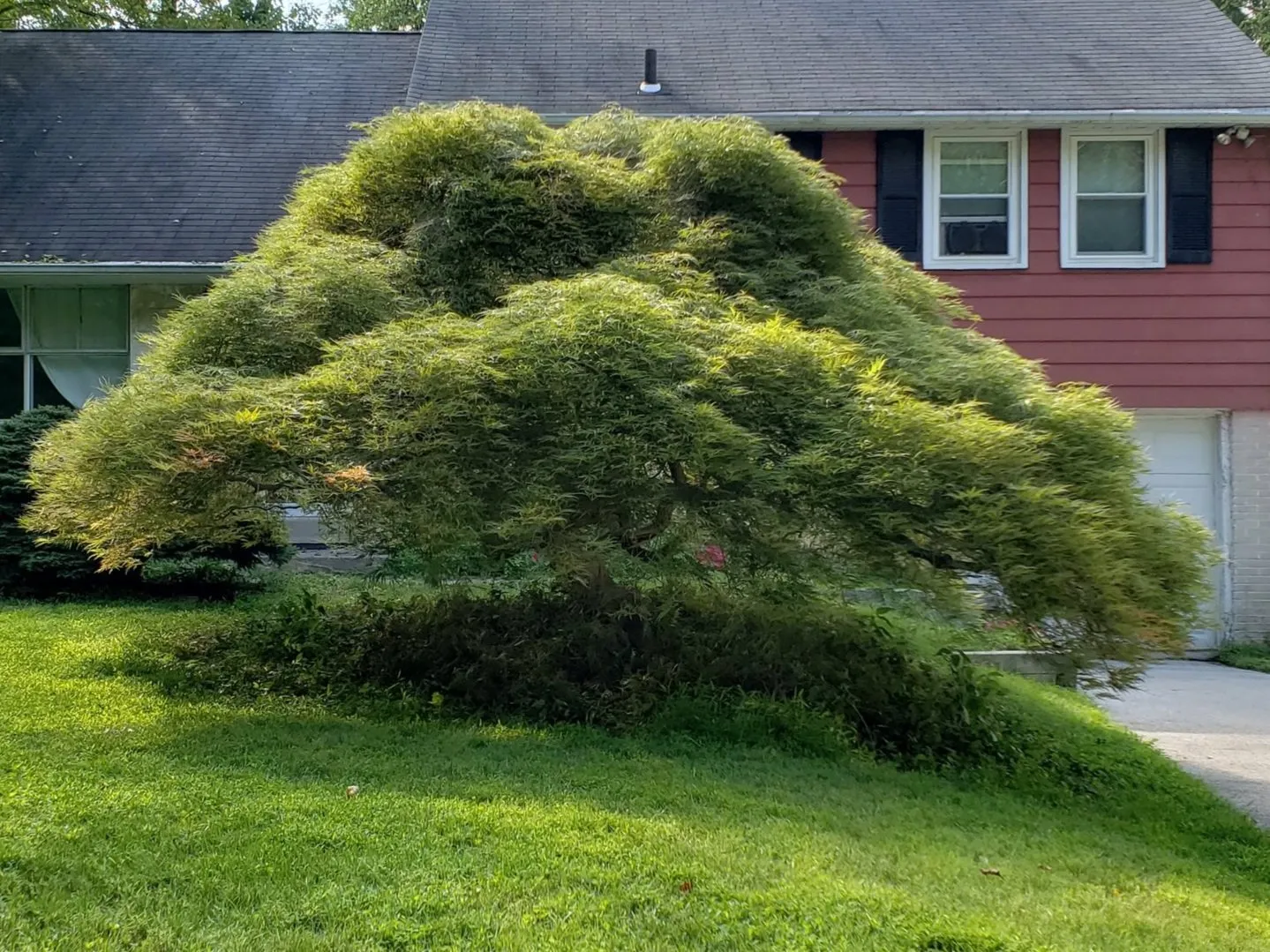 The Tree Doctor