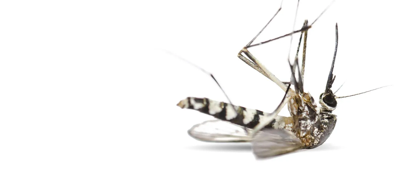 Mosquito Squad of El Paso