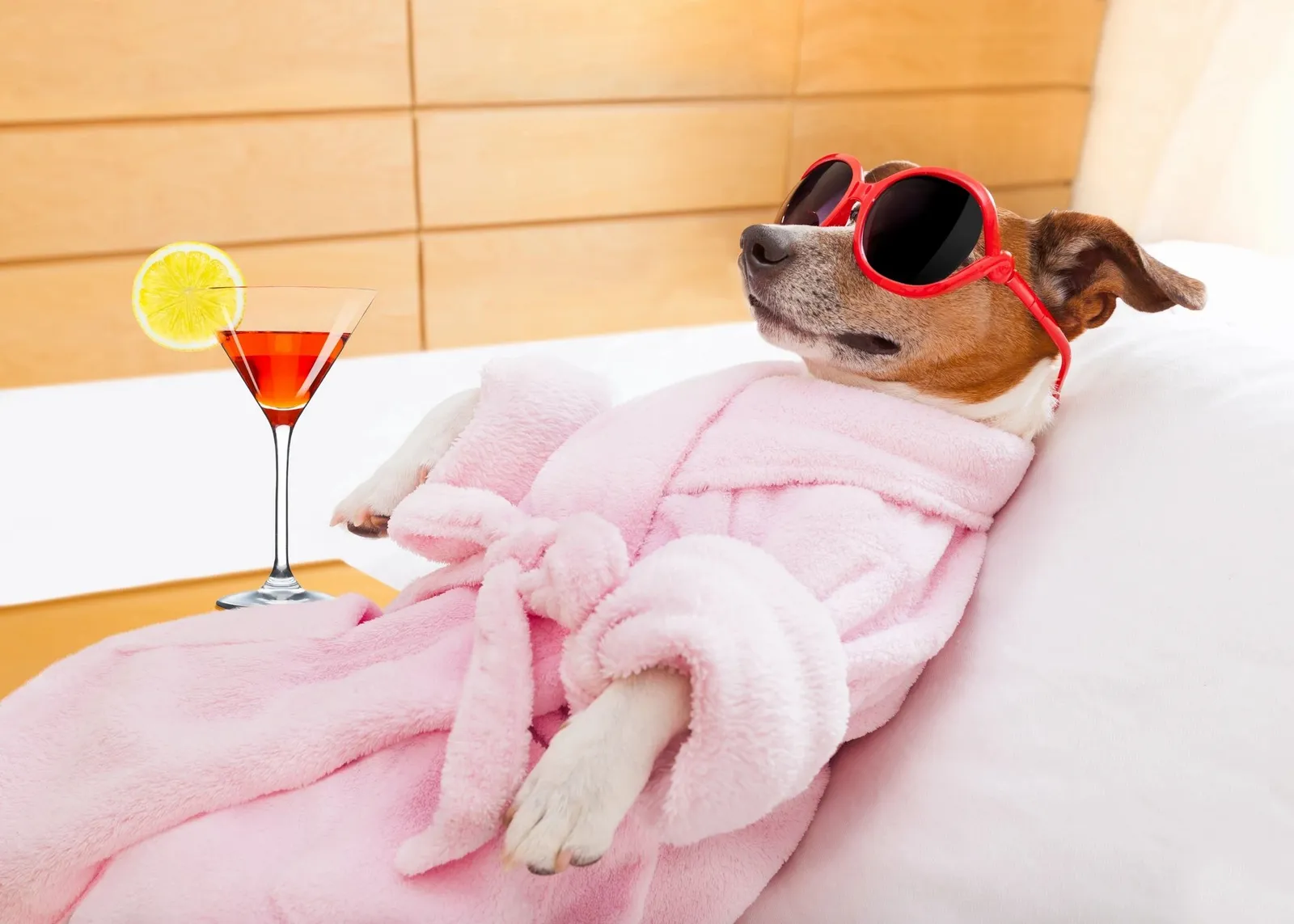 Reliable Pet Care for Your Peace of Mind