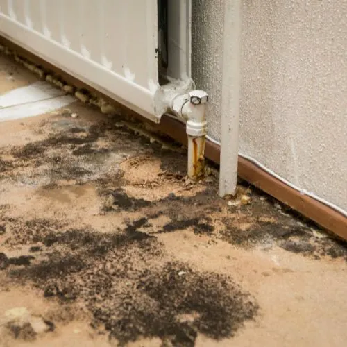 Tampa Bay Mold Testing