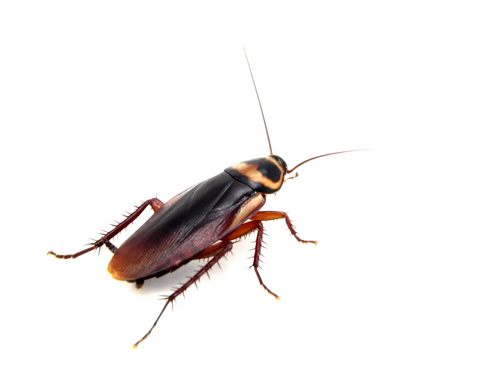 Tri-S Pest Control Service