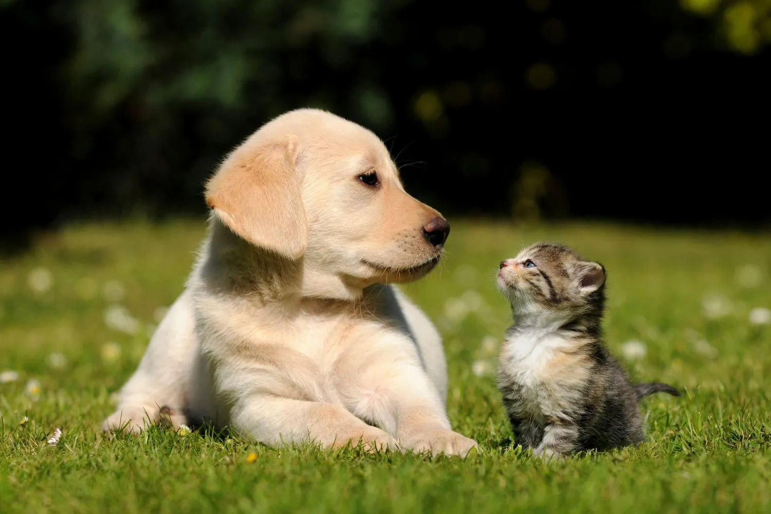 South Tampa Dog Walking & Pet Sitting