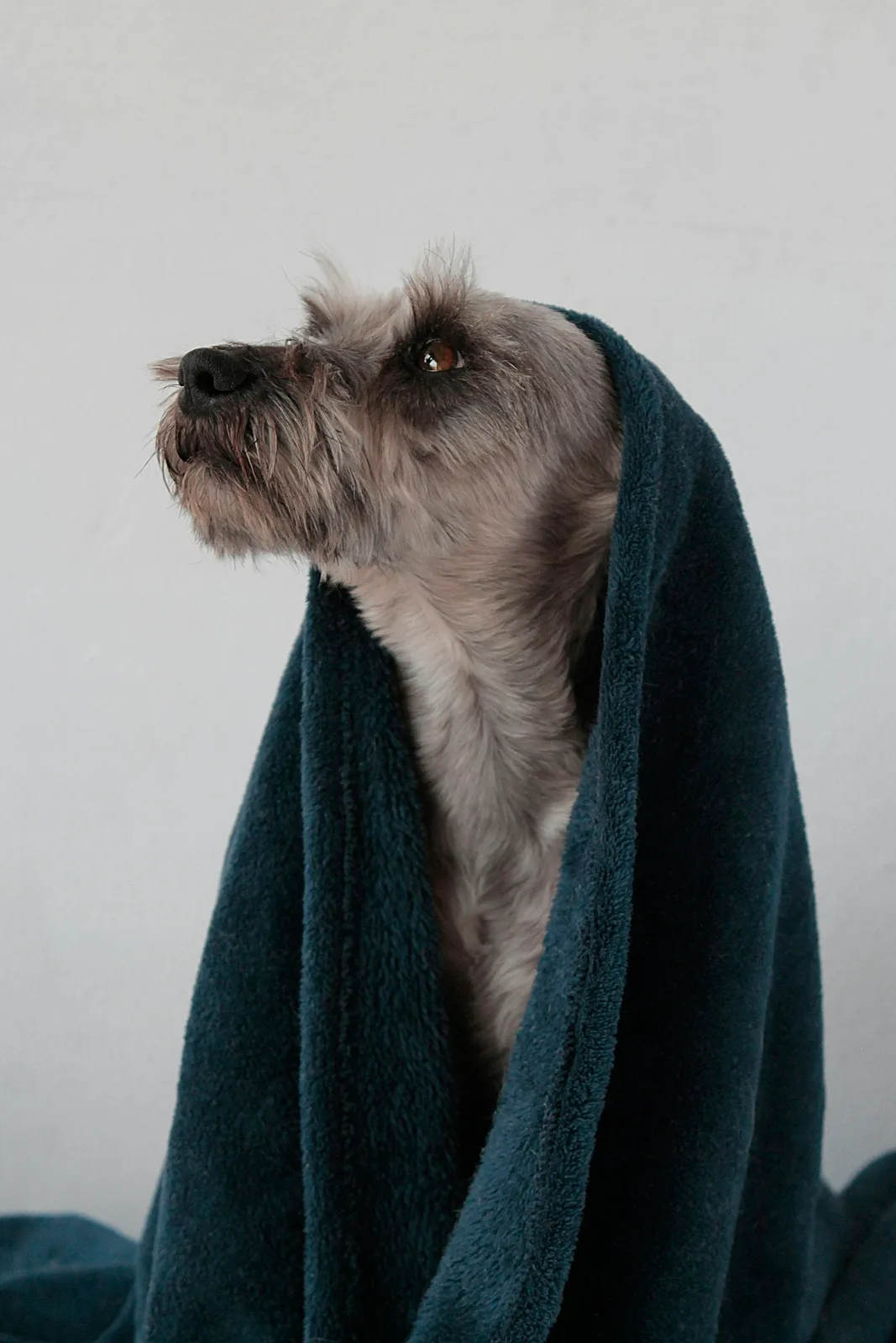 Pet's Paw's And Beyond