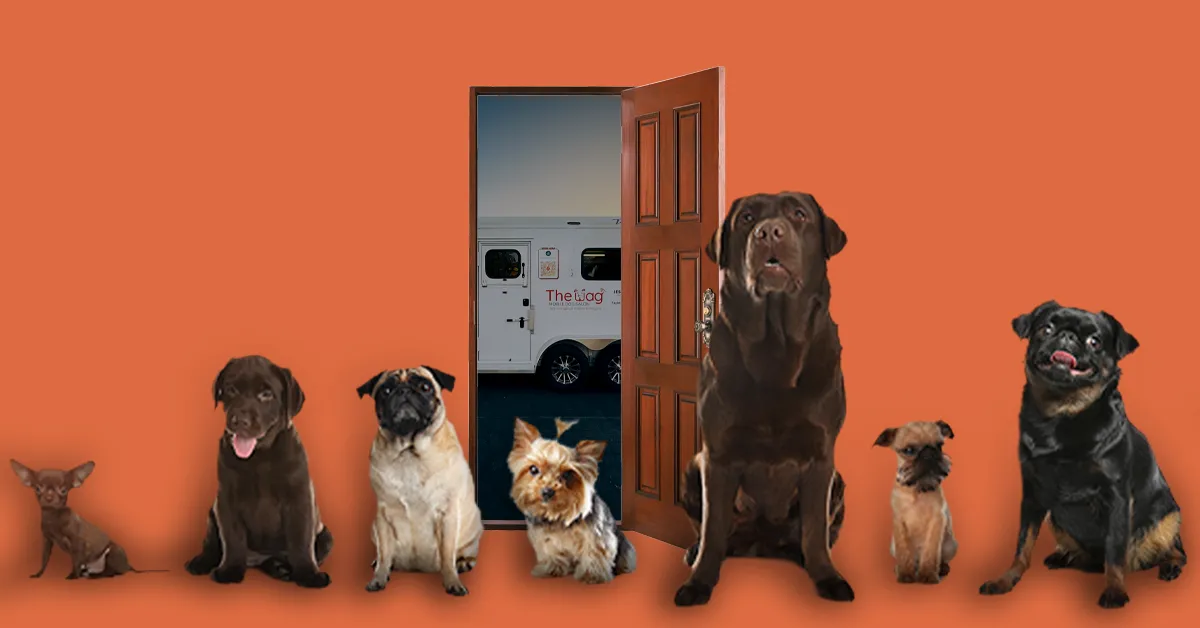 The Wag Dog Salon