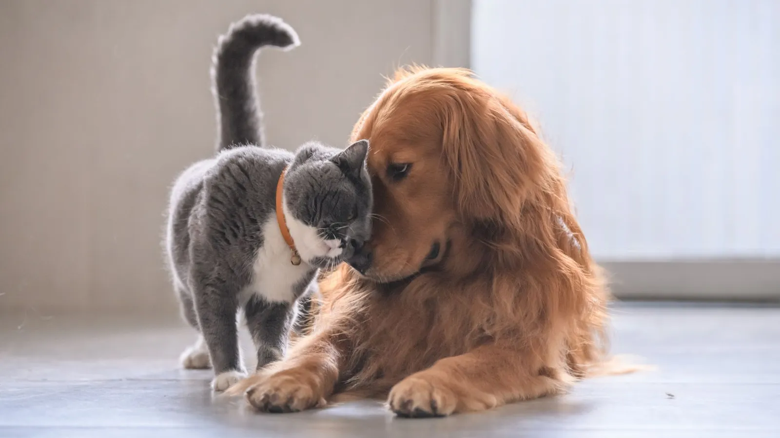 Serenity Animal Hospital