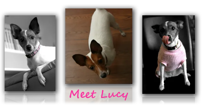 Lucy's Closet Pet Boutique