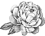 POLYCARP FLOWERS logo