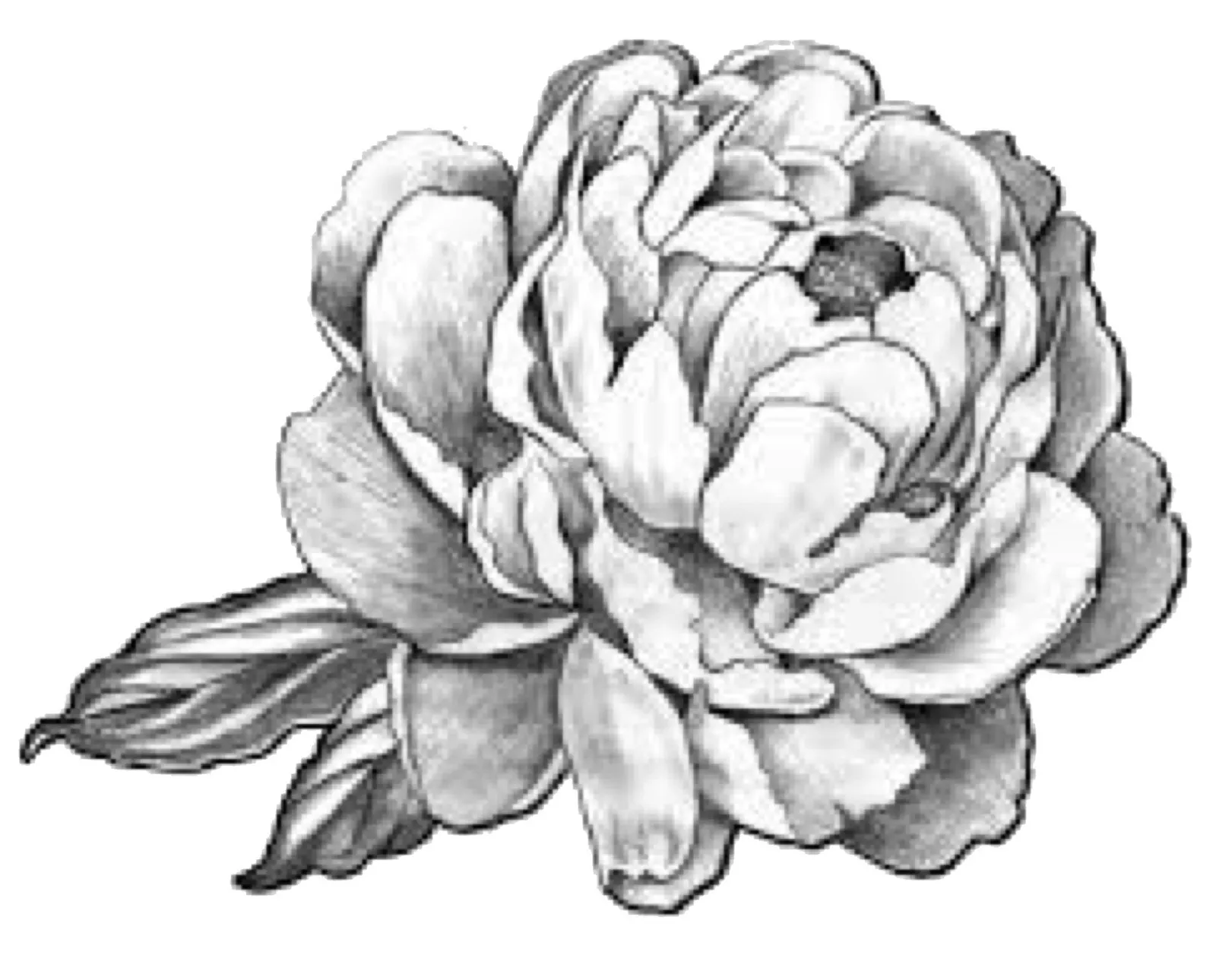 POLYCARP FLOWERS