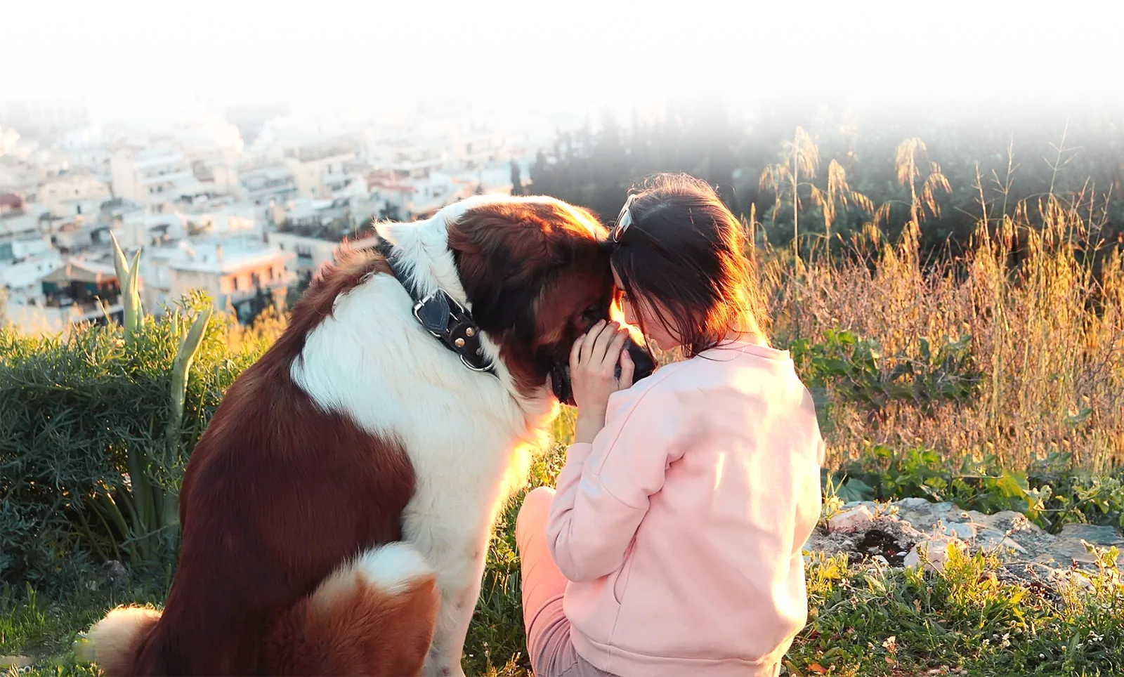 Animal Assisted Counseling of Indiana