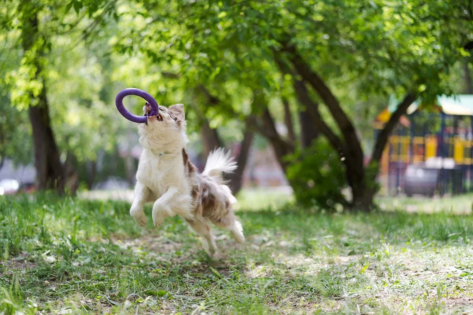 Leader of the Pack Dog Training
